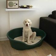 Labrador retriever Gustav