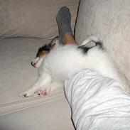 Papillon Chico R.I.P. 2011