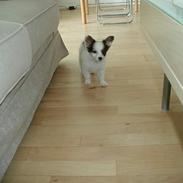 Papillon Chico R.I.P. 2011