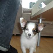Papillon Chico R.I.P. 2011