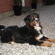 Berner sennenhund Balou