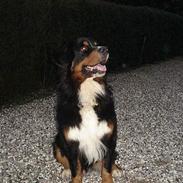 Berner sennenhund Balou