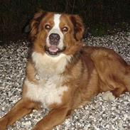 Berner sennenhund Balou