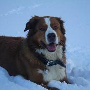 Berner sennenhund Balou