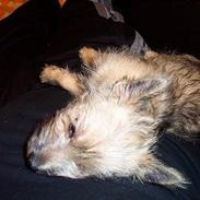 Cairn terrier Freja