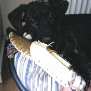 Amerikansk staffordshire terrier Lucky