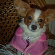 Papillon Miss Maddie Chanel