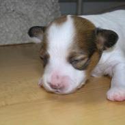 Papillon Miss Maddie Chanel