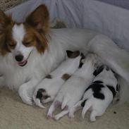 Papillon Miss Maddie Chanel