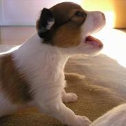 Papillon Miss Maddie Chanel