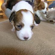 Papillon Miss Maddie Chanel