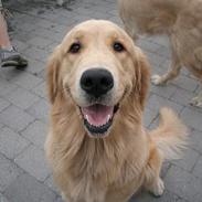 Golden retriever Athene