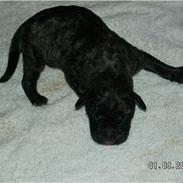 Blanding af racer Zoya