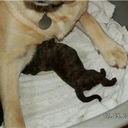 Blanding af racer Zoya