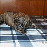 Blanding af racer Zoya