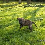 Blanding af racer Zoya