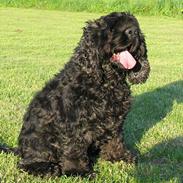 Amerikansk cocker spaniel Eddie