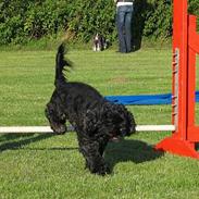 Amerikansk cocker spaniel Eddie