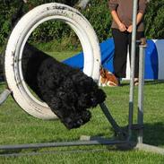 Amerikansk cocker spaniel Eddie