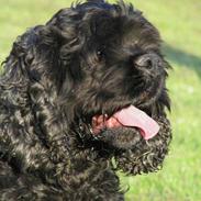 Amerikansk cocker spaniel Eddie