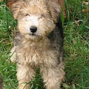 Lakeland terrier Seidon