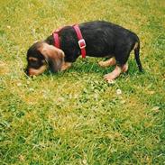 Gravhund Rufus R.I.P. (26/7-11)