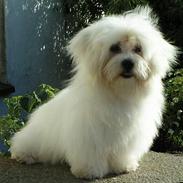 Coton de tulear Blowing In the Wind