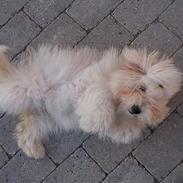 Coton de tulear Blowing In the Wind