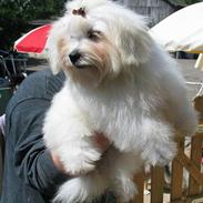 Coton de tulear Blowing In the Wind