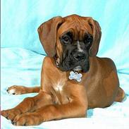 Boxer Buster