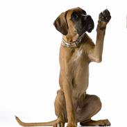 Boxer Buster