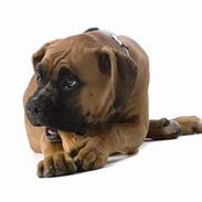 Boxer Buster