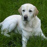 Labrador retriever Ludvig R.I.P