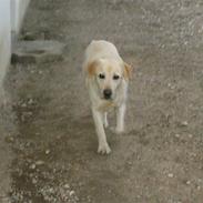 Labrador retriever Ludvig R.I.P