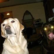 Labrador retriever Ludvig R.I.P