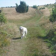 Golden retriever be my friend (Lukas)