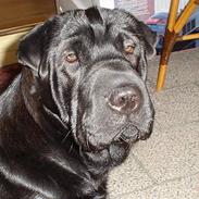 Blanding af racer Luna