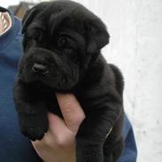 Blanding af racer Luna