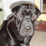 Blanding af racer Luna