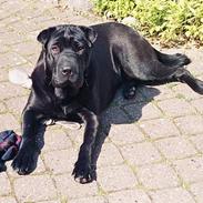 Blanding af racer Luna