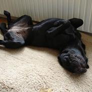 Blanding af racer Luna