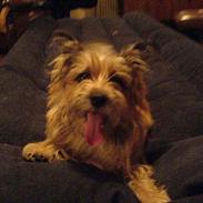 Cairn terrier kiki