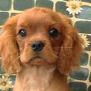 Cavalier king charles spaniel Cara