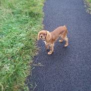 Cavalier king charles spaniel Cara