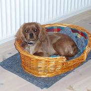 Cavalier king charles spaniel Cara