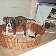 Blanding af racer AST/AB/BT-mix Angel