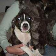 Blanding af racer AST/AB/BT-mix Angel