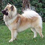 Eurasier Tristan