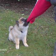 Eurasier Tristan