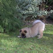 Eurasier Tristan